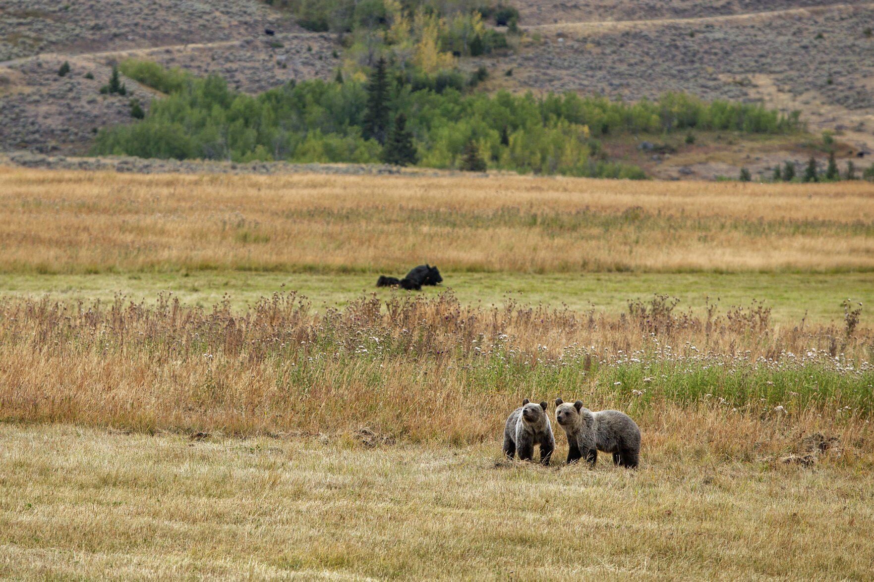 bears and cattle
